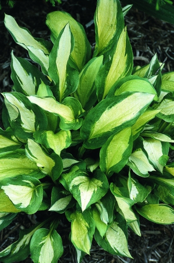 Image of Hosta 'Red Hot Flash'|Juniper Level Botanic Gdn, NC|JLBG