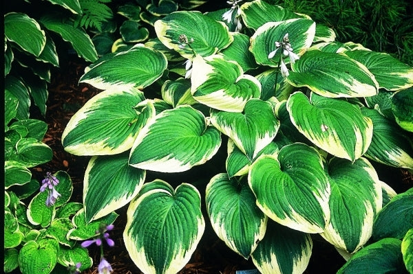Image of Hosta 'Robert Frost'|P. Stygall Gdn, IN|