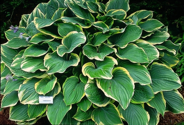 Image of Hosta 'Sagae'|V. Wade Gdn, OH|