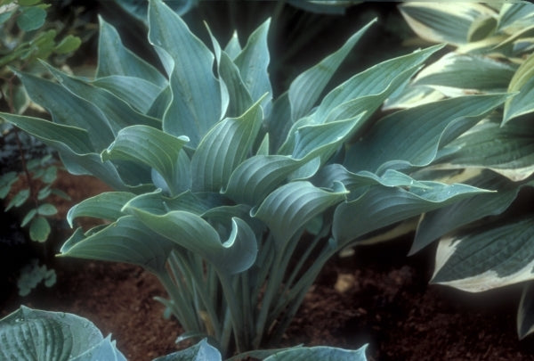 Image of Hosta 'Salute'|H. Hansen Gdn, MN|