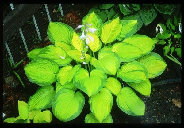 Image of Hosta 'September Sun'|Savory Gdn, MN|