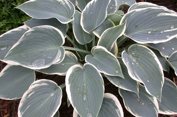 Image of Hosta 'Sleeping Beauty'|Walters Gardens, MI|www.perennialresource.com
