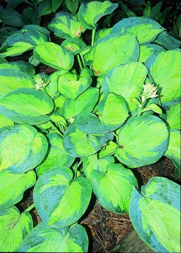 Image of Hosta 'Spinning Wheel'|Soules Gdn, IN|