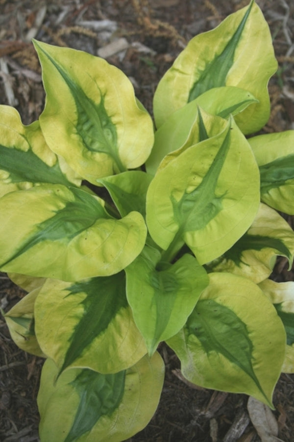 Image of Hosta 'Stitch In Time' PP 18,061|Juniper Level Botanic Gdn, NC|JLBG