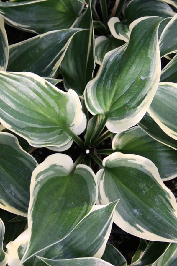 Image of Hosta 'Sugar and Spice'|Q & Z Nsy, IL|Q&Z Nursery