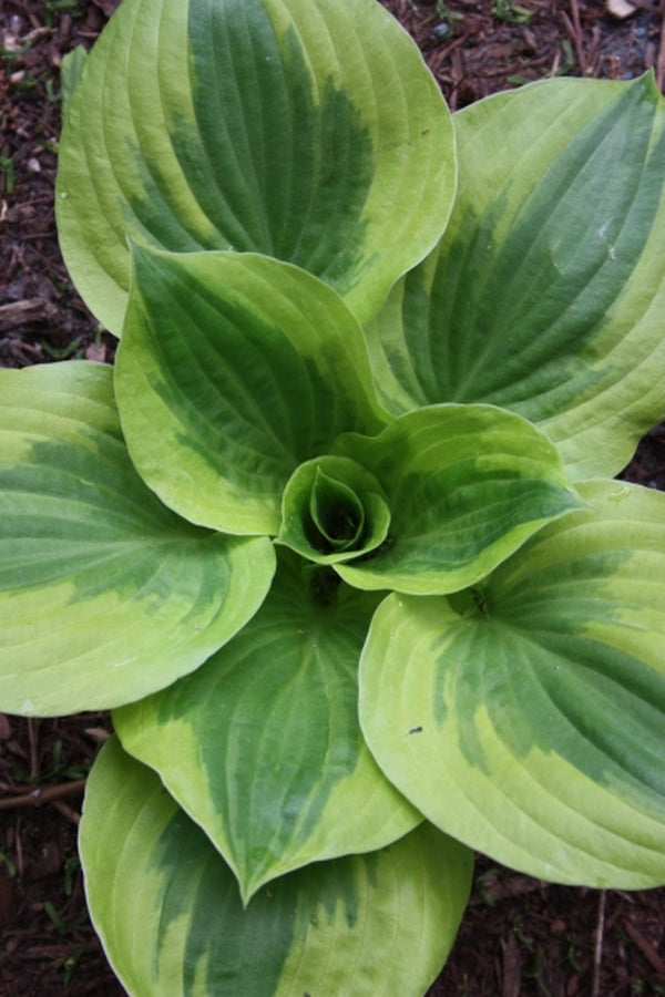 Image of Hosta 'Summer Lovin'|Juniper Level Botanic Gdn, NC|JLBG