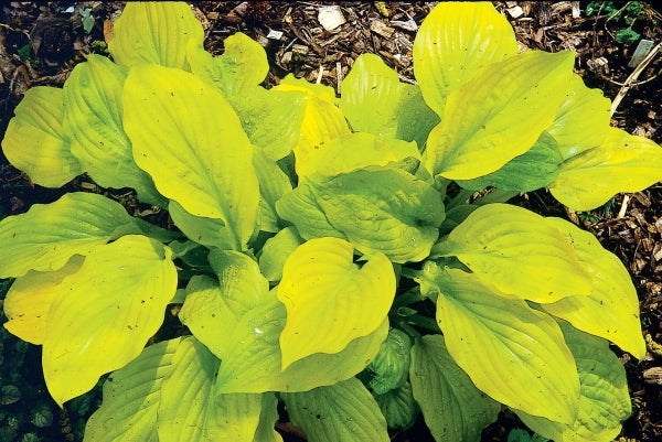 Image of Hosta 'Sunny Side Up'|Juniper Level Botanic Gdn, NC|JLBG