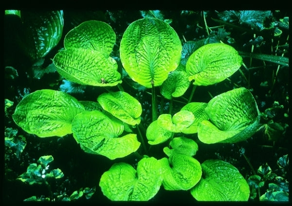 Image of Hosta 'Super Bowl'|B. Brinka Gdn, IN|