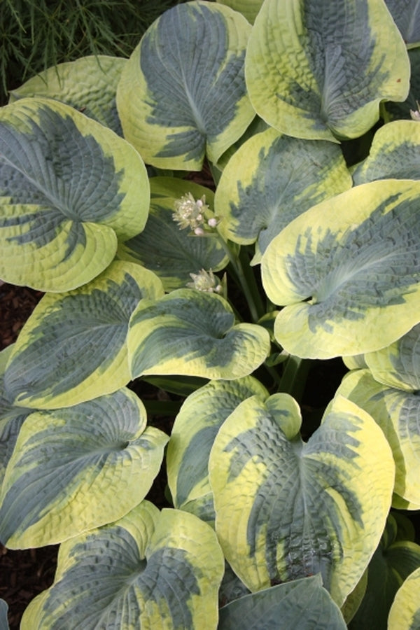 Image of Hosta 'Tokudama Flavocircinalis'|Chopko Gdn, NJ|