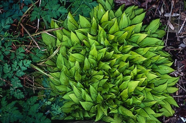 Image of Hosta 'Twist of Lime'|Juniper Level Botanic Gdn, NC|JLBG