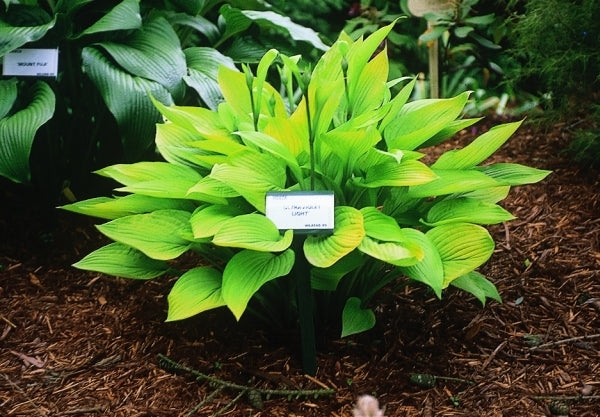 Image of Hosta 'Ultraviolet Light'|V. Wade Gdn, OH|