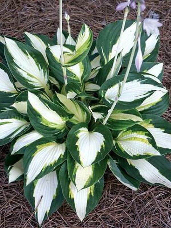 Image of Hosta 'Vulcan'|Juniper Level Botanic Gdn, NC|JLBG