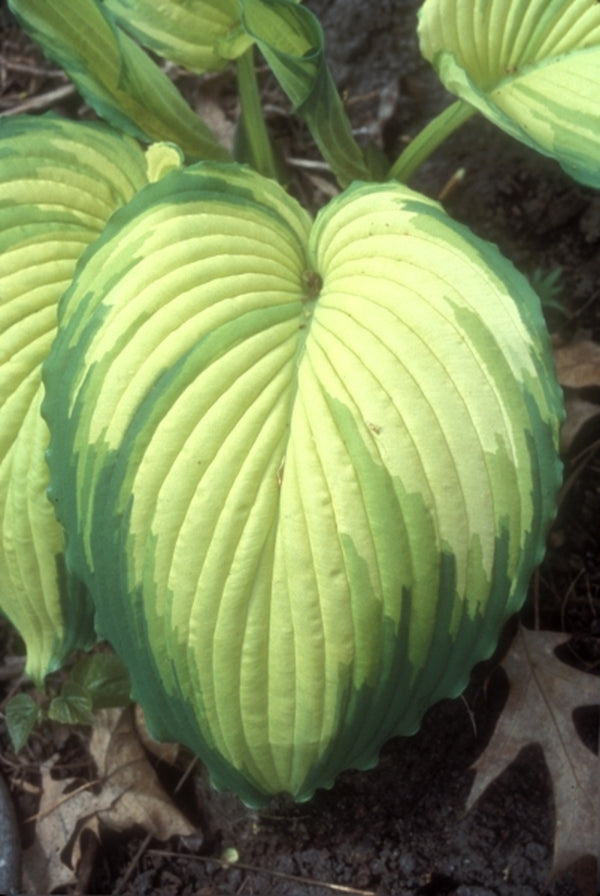 Image of Hosta 'War Paint'|H. Hansen Gdn, MN|