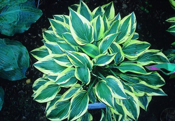Image of Hosta 'Wolverine'|J. Wilkins Gdn, MI|