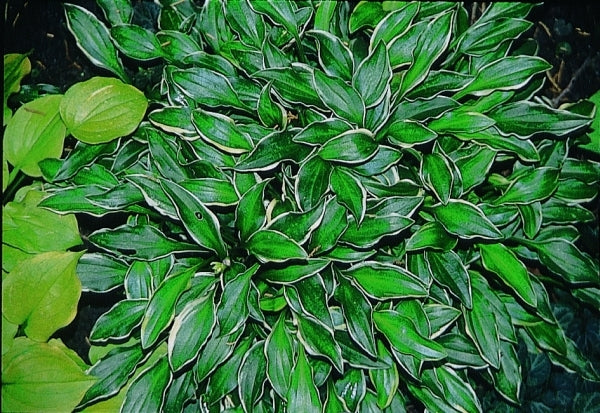 Image of Hosta gracillima 'Kifukurin Ko Mame'|D. Dean Gdn, MN|