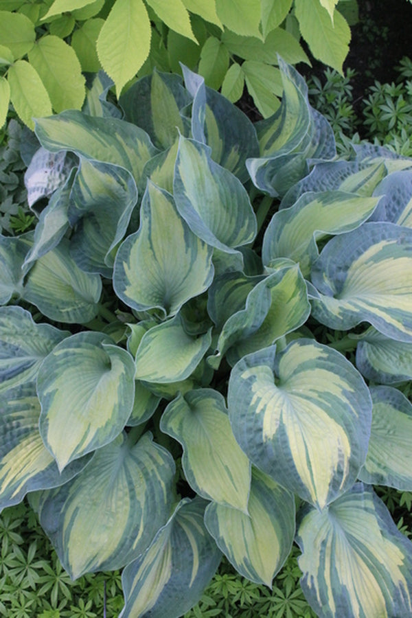 Image of Hosta sieboldiana 'Golden Meadows'|Walters Gardens, MI|