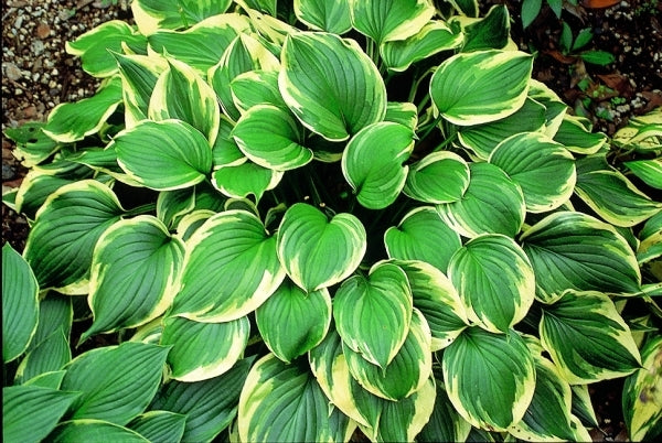 Image of Hosta ventricosa 'Aureomarginata'|J.C. Raulston Arboretum, NC|