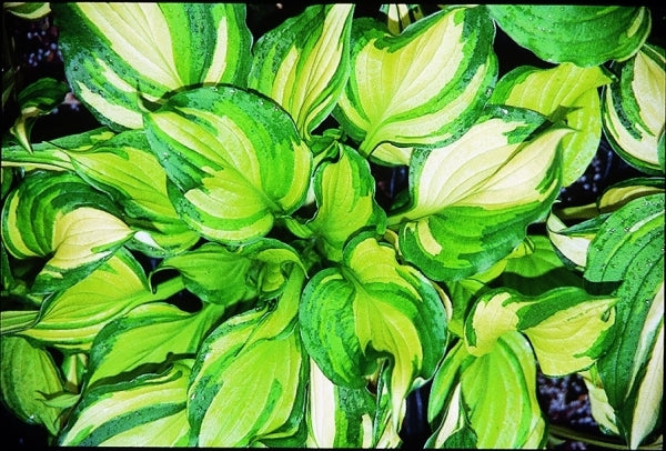 Image of Hosta ventricosa 'Flame Stitch'|Juniper Level Botanic Gdn, NC|JLBG