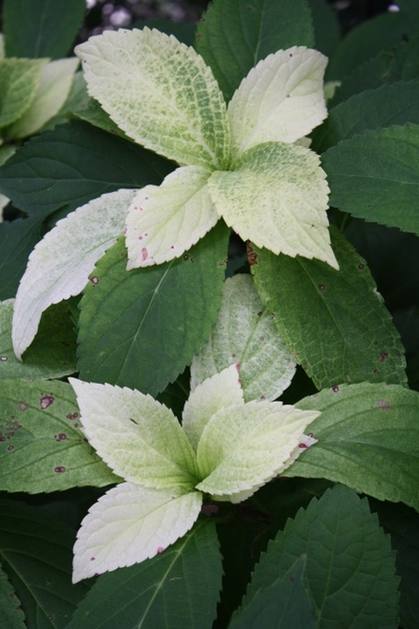 Image of Hydrangea 'Summer Frost' PP 17,654|Juniper Level Botanic Gdn, NC|JLBG