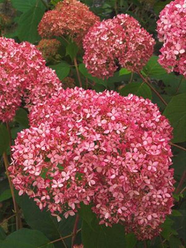 Image of Hydrangea arborescens 'Spirit' PP 20,765|Fletcher, NC|T. Ranney