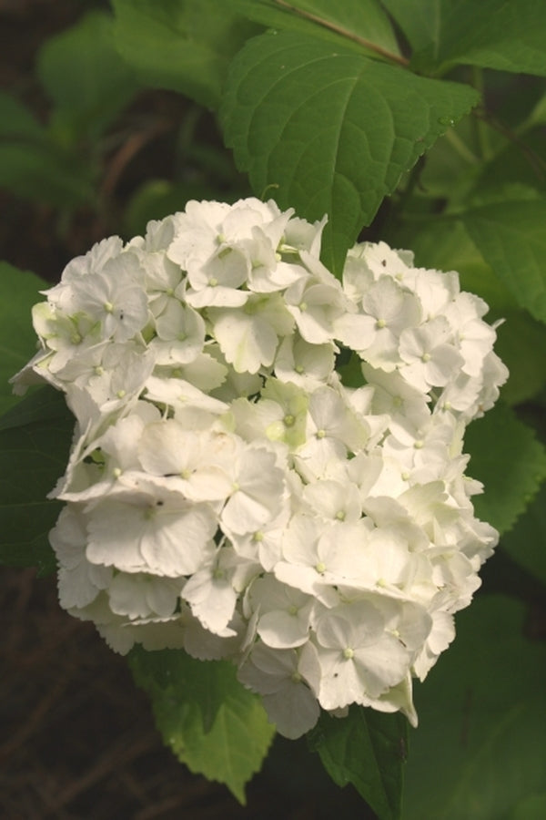 Image of Hydrangea macrophylla 'Yofloma'|Juniper Level Botanic Gdn, NC|JLBG