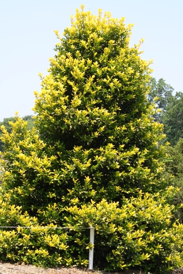 Image of Ilex 'Whoa Nellie'|Juniper Level Botanic Gdn, NC|JLBG