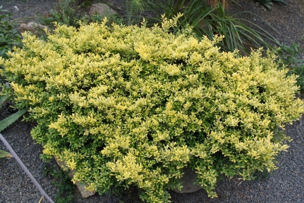 Image of Ilex crenata 'Adorned' |Juniper Level Botanic Gdn, NC|JLBG
