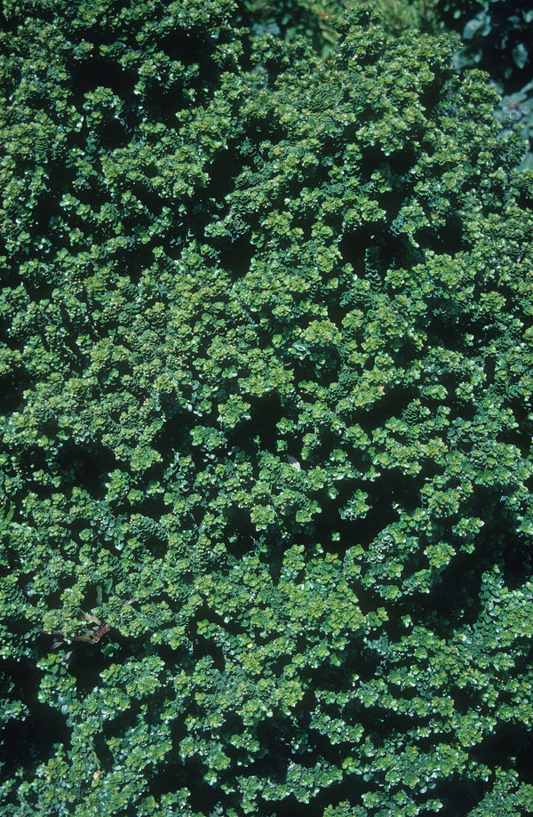 Image of Ilex crenata 'Dwarf Pagoda'|Gossler Farm, OR|T. Avent