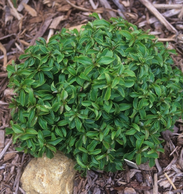 Image of Itea virginica 'Shirley's Compact'|Juniper Level Botanic Gdn, NC|JLBG