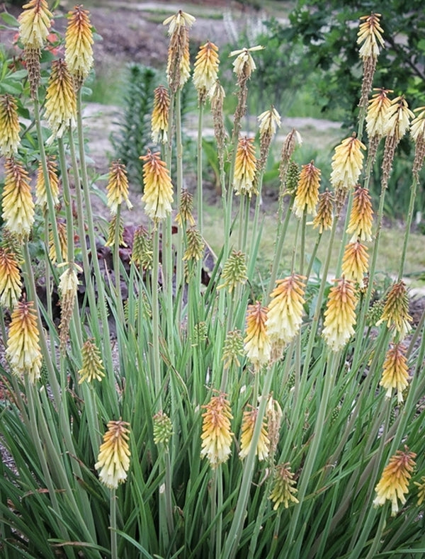 Image of Kniphofia 'Nose Job'|Juniper Level Botanic Gdn, NC|JLBG