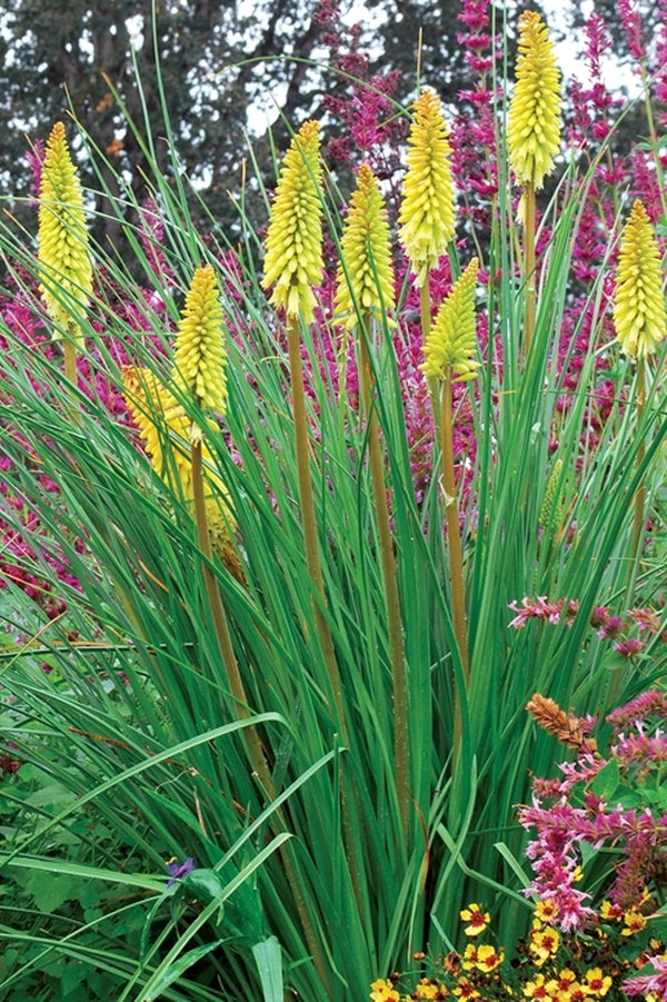 Image of Kniphofia 'Pineapple Popsicle' PP 22,969|Terra Nova Nurseries, OR|Terra Nova Nurseries