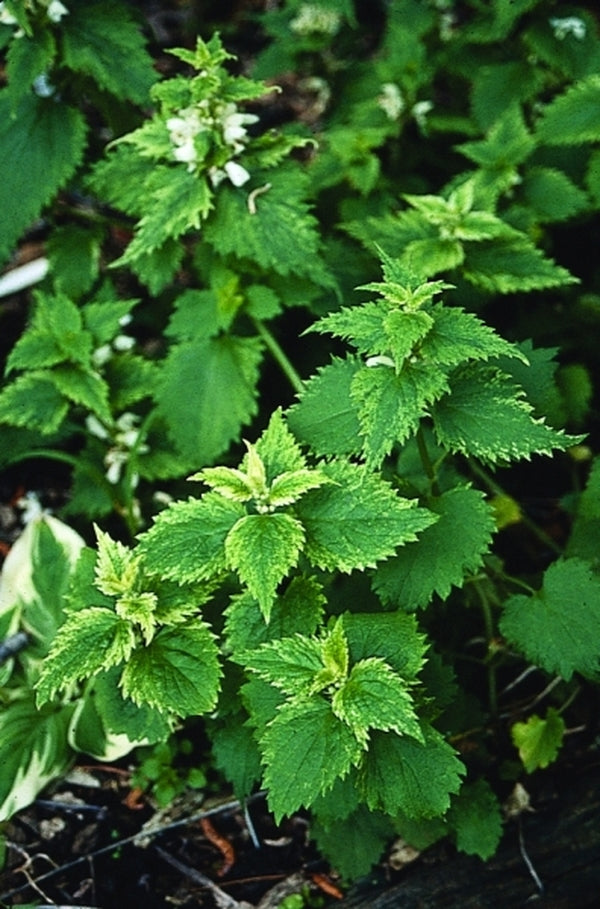 Image of Lamium album 'Pale Peril'|Juniper Level Botanic Gdn, NC|JLBG