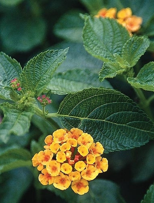 Image of Lantana camara 'Radiation'|Juniper Level Botanic Gdn, NC|JLBG