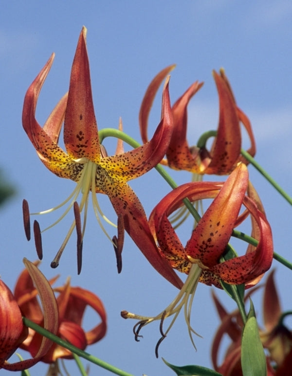 Image of Lilium pyrophilum|Juniper Level Botanic Gdn, NC|JLBG