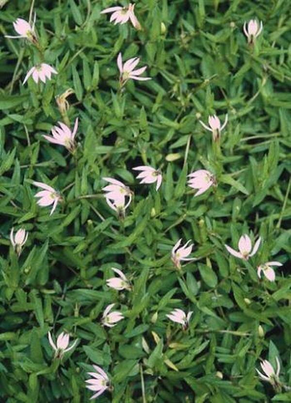 Image of Lobelia chinensis|Juniper Level Botanic Gdn, NC|JLBG