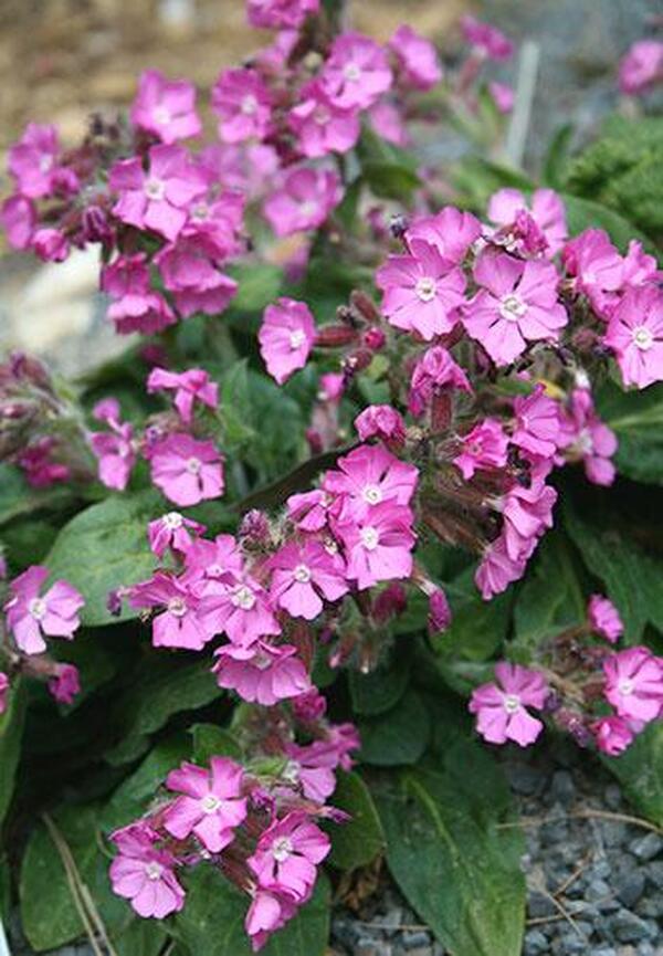 Image of Lychnis 'Rolly's Favorite' PP 17,392|Juniper Level Botanic Gdn, NC|JLBG