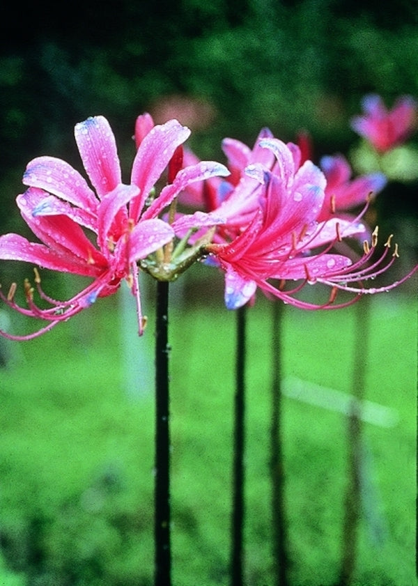 Image of Lycoris x rosea|J. Farmer Gdn, SC|Jenks Farmer