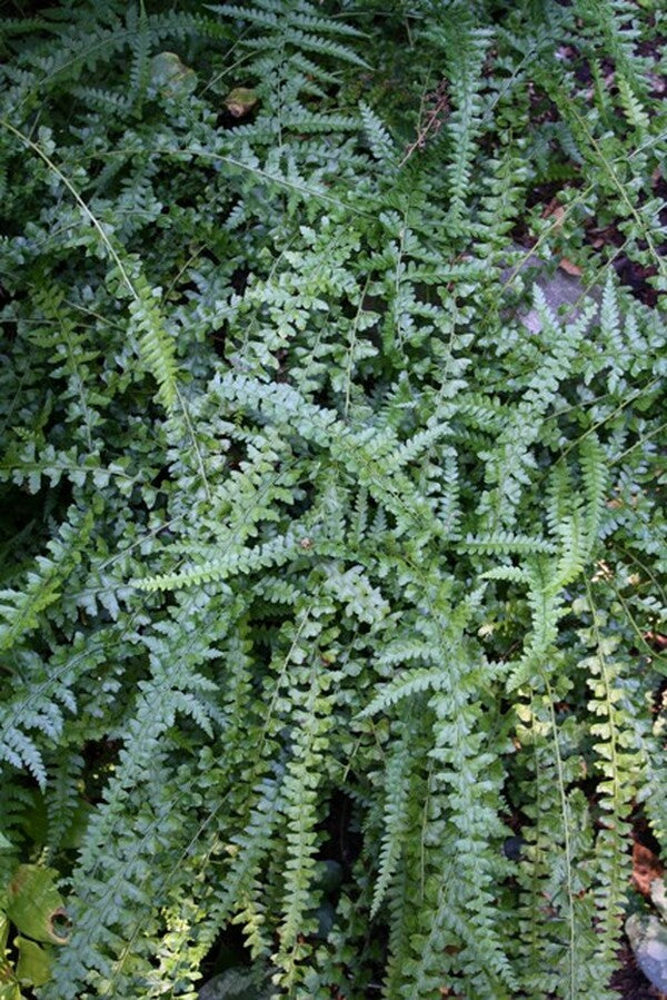 Image of Microlepia strigosa 'MacFaddeniae'|Juniper Level Botanic Gdn, NC|JLBG