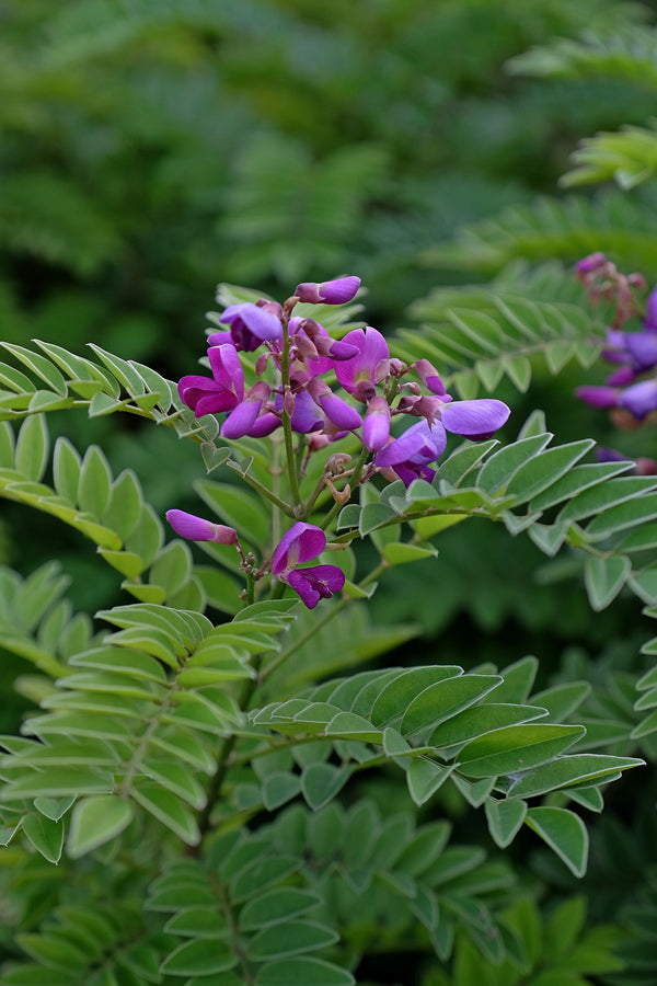 Image of Millettia pulchra||