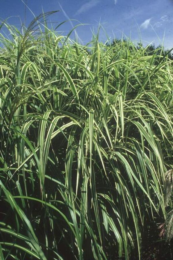 Image of Miscanthus sinensis 'Cosmopolitan'|K. Bluemel Gdn, MD|