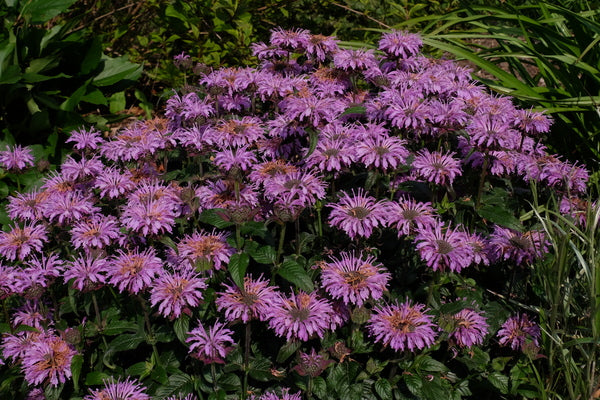 Image of Monarda 'Blue Moon' PP 29,549|Juniper Level Botanic Gdn, NC|JLBG