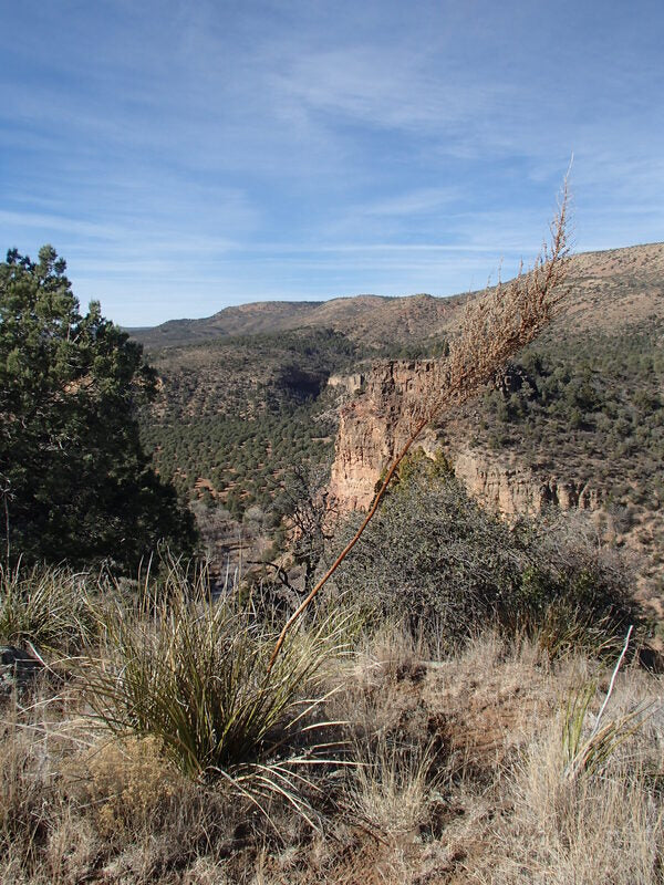 Image of Nolina microcarpa 'Corduroy Creek' by K. Seth