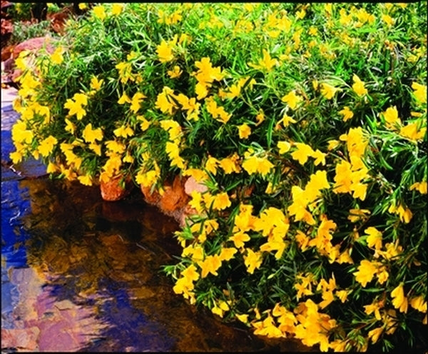 Image of Oenothera 'Lemon Drop' PP 16,393taken at Euroamerican, CA by EuroAmerican