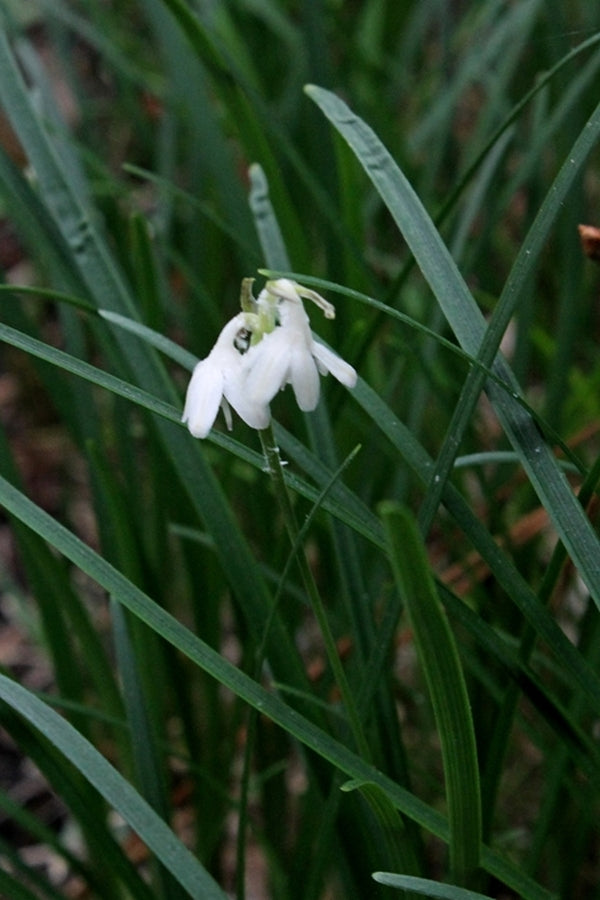 Image of Ophiopogon bodinieri TARRVS 200||