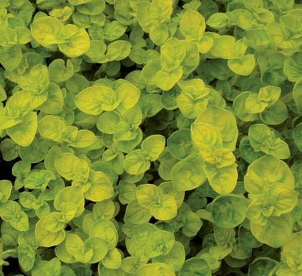 Image of Origanum vulgare 'Dr. Ietswaart'|Blooming Nursery, Cornelius, OR|Blooming Nursery