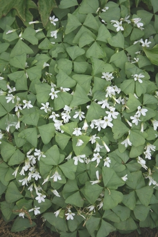Image of Oxalis triangularis 'Jade' PP 17,558|Juniper Level Botanic Gdn, NC|JLBG