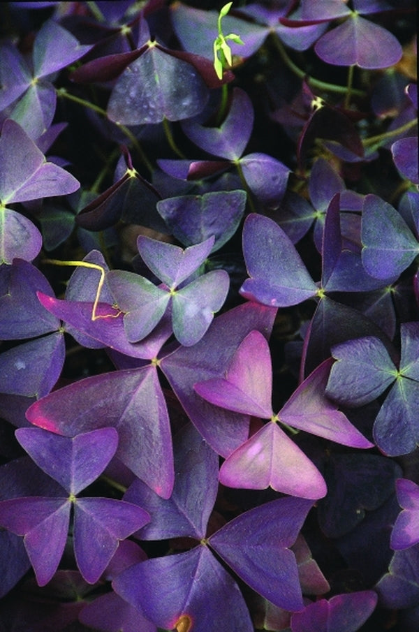 Image of Oxalis triangularis 'Mijke'|Juniper Level Botanic Gdn, NC|JLBG