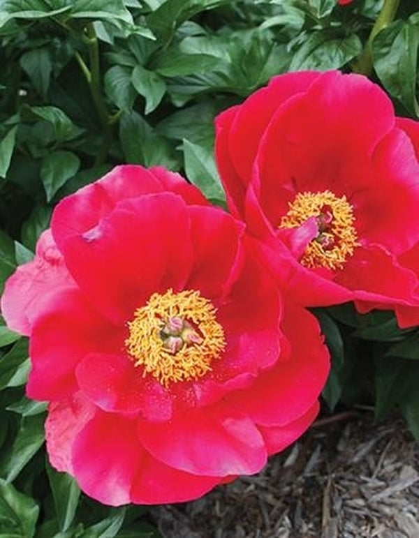 Image of Paeonia 'Blaze'|Juniper Level Botanic Gdn, NC|JLBG