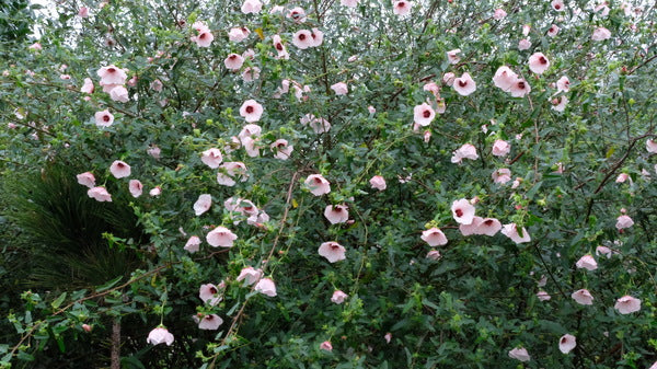 Image of Pavonia brasiliensistaken at Juniper Level Botanic Gdn, NC by JLBG