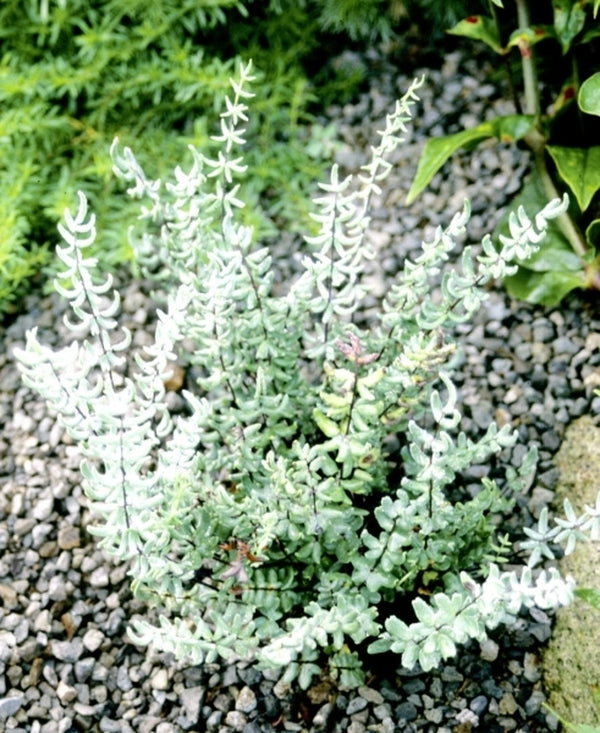 Image of Pellaea wrightiana coll. #A2T-073|Juniper Level Botanic Gdn, NC|JLBG